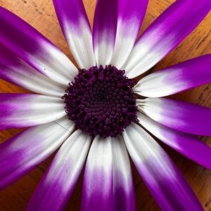 Meet your Posher, Sean